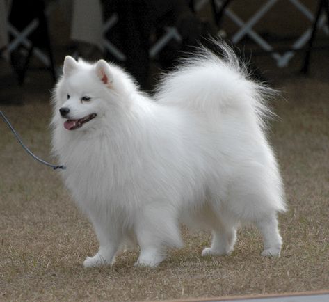 Called “the dog beautiful” by admirers, the American Eskimo Dog, or “Eskie,” is a striking canine with their white coat, sweet expression, and black eyes. They’re a Nordic dog breed, a member of the Spitz family. Even though these are purebred dogs, you may find them in the care of shelters or rescue groups. Remember to adopt! Don’t shop if you want to bring a dog home. Every Dog Breed, Spitz Dogs, Japanese Spitz, Meat Markets, Samoyed Dogs, Really Cute Dogs, Purebred Dogs, Dog Info, Snow Dogs