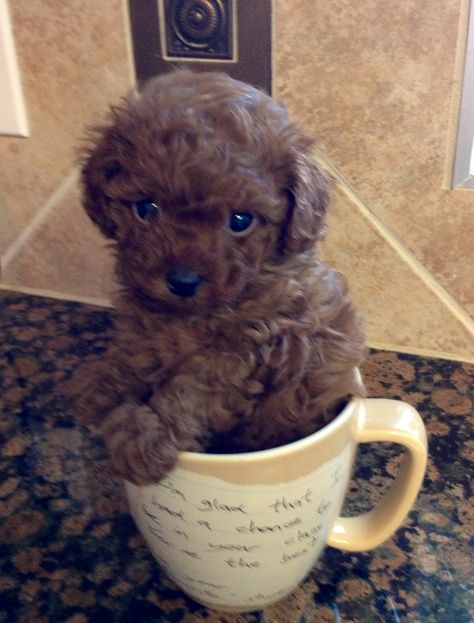 little teacup poodle! <3 Teacup Poodle Puppies, Teacup Poodle, Tea Cup Poodle, Bulldog Breeds, Teacup Puppies, Poodle Puppy, Toy Poodle, Goldendoodle, I Love Dogs