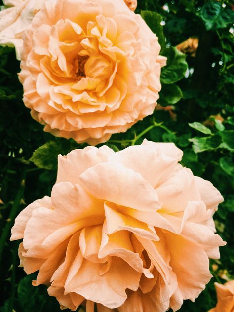 I took this picture in Los Angeles at a plant nursery. I love the pale orange colours  #flowers #plants #pastel #losangeles #floral #textures #photography #plantlover #sunflowher Pale Orange Flowers, Pale Orange Aesthetic, Pastel Orange Flowers, Light Orange Flowers, Textures Photography, Flower Cardigan, Fritz Lang, Morning Mist, Barbara Stanwyck