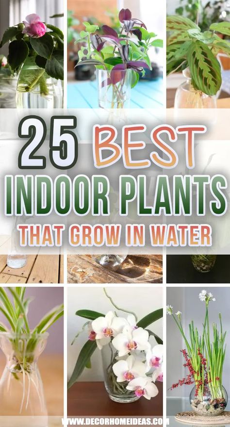 Best Indoor Water Plants. Add some houseplants that grow in water to your home decor. Green, leafy, lush plants will add life and vibrance to every room. Purple Heart Plant, Hydro Plant, Water Plants Indoor, Plants Grown In Water, Indoor Water Garden, Plant Care Houseplant, Chinese Money Plant, Hydroponic Plants, Inside Plants