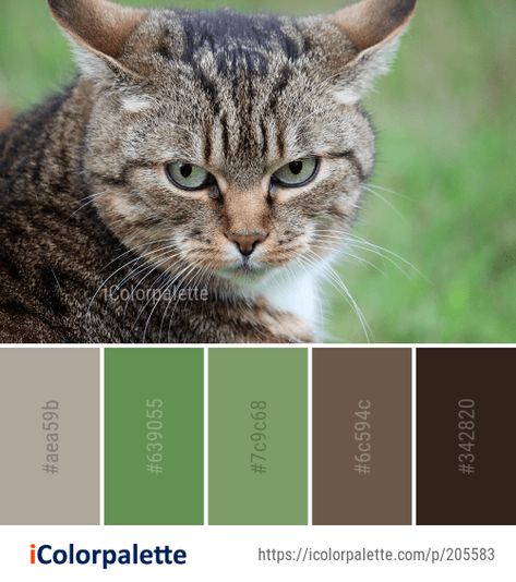 109 Tabby Cat Color Palette ideas in 2022 | iColorpalette Cat Colour Palette, Animal Color Palette, Cat Color Palette, Bengal Cat, Cat Colors, Tabby Cat, Cat Drawing, Color Pallets, Color Card