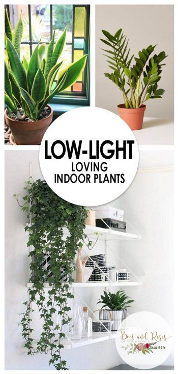 Indoor Plants Low Light, Hanging Plants Diy, Houseplants Low Light, Trendy Plants, Apartment Plants, Hanging Plants Indoor, Balcony Plants, Giada De Laurentiis, Low Light Plants