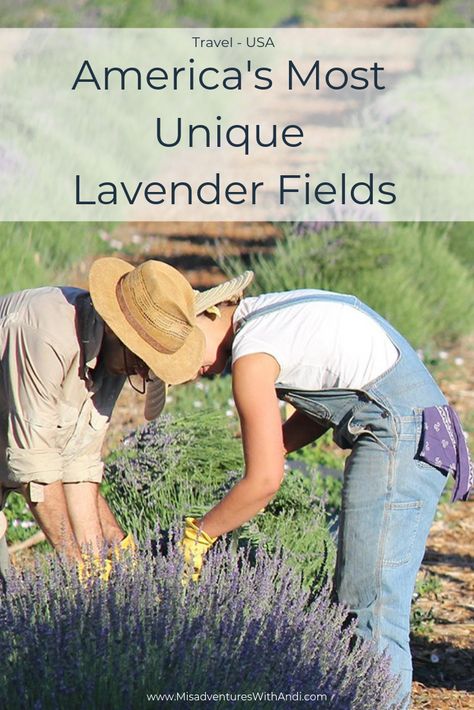 5 of America’s Most Unique Lavender Fields. Lavender fields and lavender farms to visit in the USA. lavender fields united states | lavender fields photography | lavender farms | #lavender #lavenderfarm #lavenderfield Lavender Farms, Lavender Fields Photography, Travel To France, American Dreams, Growing Lavender, Usa Food, Olympic Mountains, Spring Travel, Destination Ideas