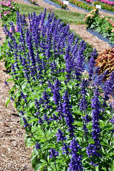 Mystic Spires Sage (Salvia 'Mystic Spires') at Green Thumb Nursery Salvia Mystic Spires, Free Landscape Design, Meadow Sage, Outdoor Pots, Herbaceous Perennials, Lake Forest, Edible Plants, Aquatic Plants, Trees And Shrubs