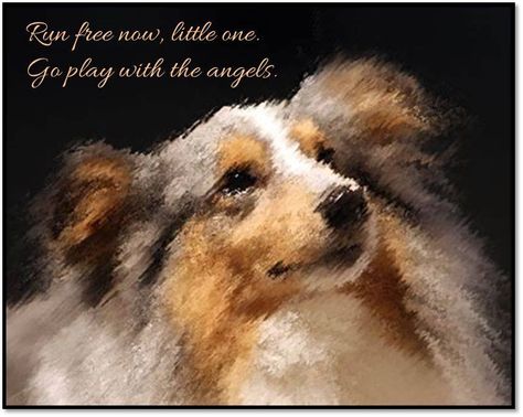 Run free now, little one. Go play with the angels. Run Free In Heaven Dog Quotes, Run Free Dog Quotes, Dog Run, House Pets, Dog Words, Dog Heaven, Chat Board, Dog Facts, Pet Sympathy