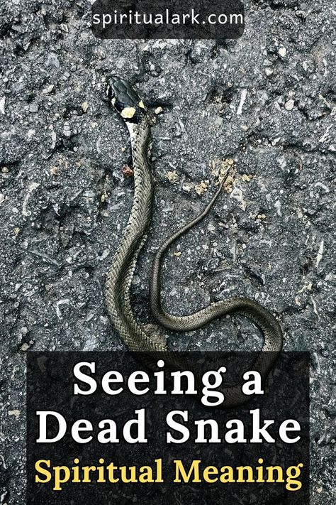 at the top of this post is the website source which is "SpiritualArk.com", at the center of this post is a photo of a dead snake on the ground, and at the bottom of this post is a semi-transparent rectangle which contains the title that says, "seeing a dead snake, spiritual meaning" Snake Meaning, Snake Symbolism, Animal Symbolism, Spiritual Truth, Spiritual Meaning, Have You Seen, Snakes, Meant To Be, Spirituality