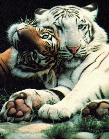 Tiger #tigers #tigerlovers #animallovers #tigerfans Animal Psychology, White Tigers, Tiger Love, Appaloosa, Quarter Horse, Zootopia, Animal Planet, Exotic Pets, Animal Photo