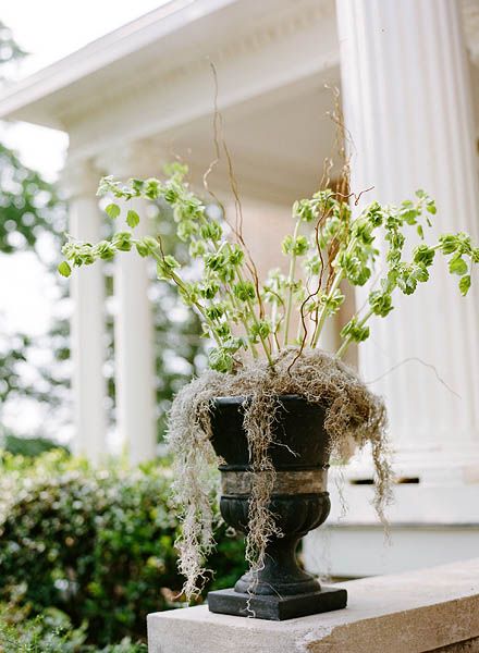 Spanish-Moss-Centerpiece Moss Centerpiece, Green Bridesmaids Dresses, Moss Centerpieces, Haunted Mansion Halloween, Green Centerpieces, Yellow Bouquets, Curly Willow, Romantic Wedding Inspiration, Elizabeth Anne