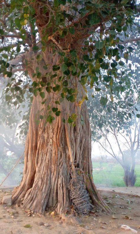 Holy tree in village Buddah Images, Pipal Tree, Krishna Hd, Castle Aesthetic, Lord Krishna Hd Wallpaper, People Tree, Buddha Painting, Tree Images, Actor Photo