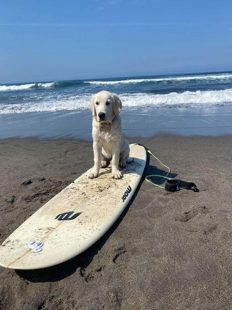 Dog On Surfboard, Coastal University, Dog At Beach, Surf Table, Vi Keeland, Beach Dogs, Spring Tide, Surf Aesthetic, Dog Illustrations