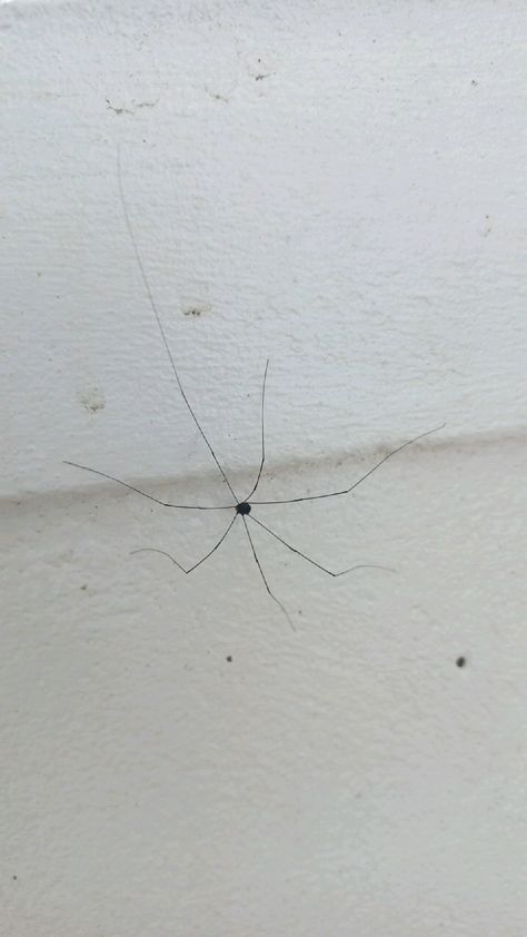 This spider have some long legs Spider Legs Art, Spider Legs Diy, Mommy Long Legs Spider, Daddy Long Legs Spider, Long Leg Spider, Australian Spiders Giant, Spiders Funny, Long Legs, Homestuck