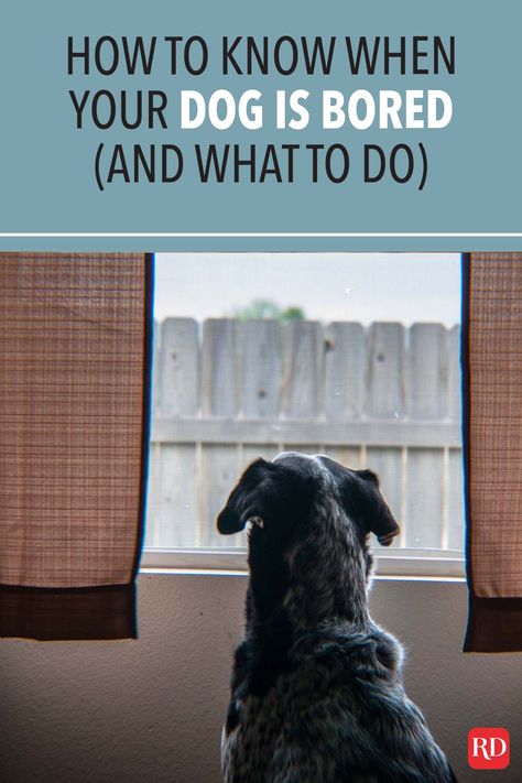 Things To Keep Dogs Busy, How To Get Your Parents To Get You A Dog, How To Stop My Dog From Barking, How To Keep My Dog From Being Bored, Tips For Dog Owners, West Paw, Bored Dog, Lure Coursing, Dog Pets