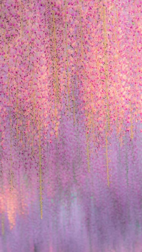 Pink Painting Wallpaper, Photos Flowers, Phone Inspo, Whatsapp Wallpaper, Iphone Backgrounds, Cute Patterns Wallpaper, Human Art, Iphone Background Wallpaper, Dreamy Art