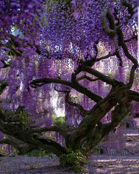 Wisteria Trees, Wisteria Plant, Flower Park, Wisteria Tree, Purple Wisteria, Pretty Trees, Purple Trees, Weeping Willow, Japan Aesthetic