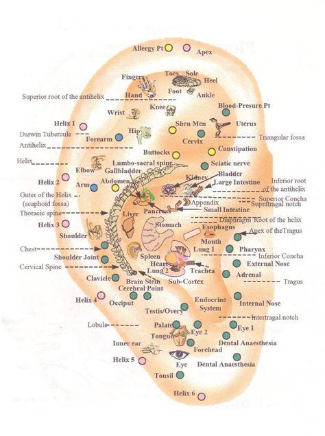 Ear1 Auricular Therapy, Ear Reflexology, Ear Seeds, Acupuncture Benefits, Acupuncture Points, Reflexology, Exeter, Chinese Medicine, Acupressure