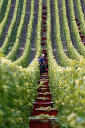 Harvesting grapes in  Champagne. Wine Vineyards, Champagne Region, French Countryside, Wine Region, Italian Wine, France Travel, Lonely Planet, Wine Country, Wine Lovers