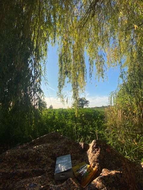 Reading Picnic, Under A Willow Tree, A Willow Tree, Willow Tree, Reading