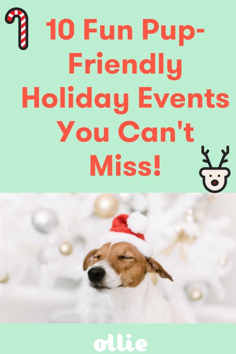 Your pup wants to party with you for the holidays, so sit down, grab some hot cocoa, and scope out the best holiday event for you and your dog in a city near you! #dogfood #healthydogs #doglover #petparent #dogactivities Dog Parties, Pet Activities, Different Types Of Dogs, Dog Lifestyle, Stuff For Dogs, Pet Businesses, Fun Activities To Do, Dog Party, Types Of Dogs