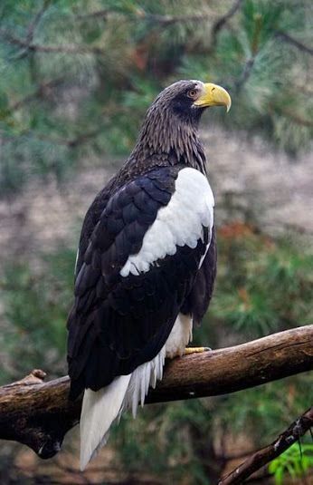 Steller's Sea Eagle, Philippine Eagle, Harpy Eagle, Sea Eagle, Water Birds, An Eagle, Nature Birds, White Bird, Exotic Birds