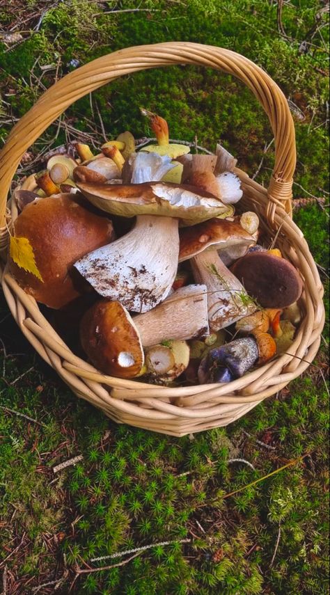 basket filled with several types of mushrooms standing on a mossy forest floor Basket Of Mushrooms, Foraging Basket, Mushroom Picking, Bountiful Baskets, Moodboard Inspo, Berry Baskets, Anime Princess, Mushroom Recipes, Book Ideas