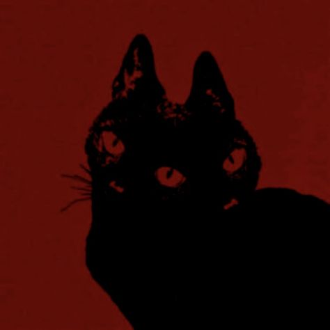 Black Cat Widget, Cat Widget, Red Aesthetic Grunge, Red And Black Wallpaper, Dark Red Wallpaper, I See Red, Red Icons:), Red Cat, Red Art