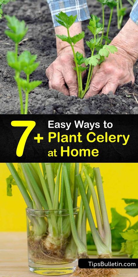 Planting Celery, How To Grow Celery, Grow Celery, Celery Plant, Growing Celery, Seed Starting Soil, Decor 2023, Brown Spots Removal, Organic Compost