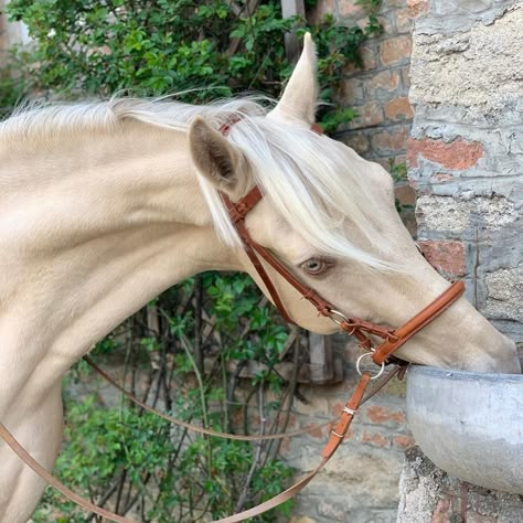 Champagne Horse, Ahal Teke, Unusual Horse, Horse Coat Colors, Akhal Teke Horses, Horse Coats, Palomino Horse, Akhal Teke, Horse Aesthetic