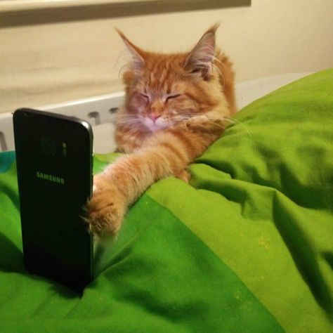 Cute poser taking selfies Cat Taking Picture, Random Animals, Iphone Selfie, Facebook Engagement Posts, Engagement Posts, Facebook Engagement, Cat Meme, Taking Selfies, Feline Animals