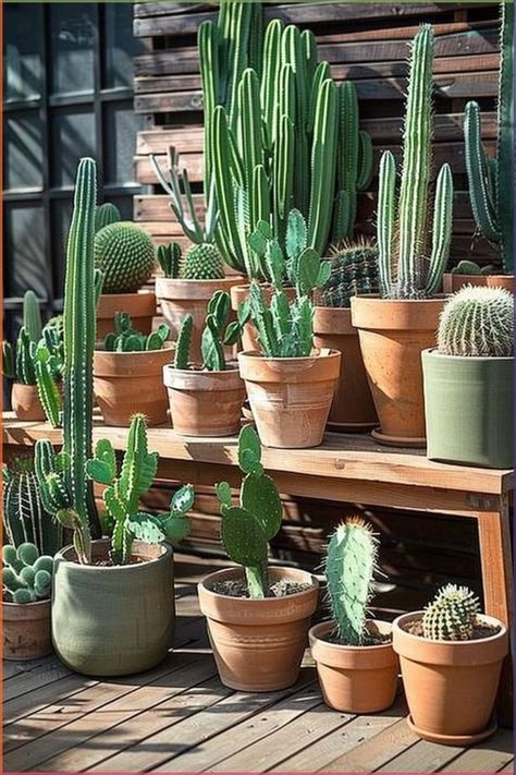 White Tiles Grey Grout, Cactus Display, Cactus Garden Landscaping, Living Room Elegant, Gray Grout, Desert Backyard, Plant Display Ideas, Cactus Care, Desert Southwest