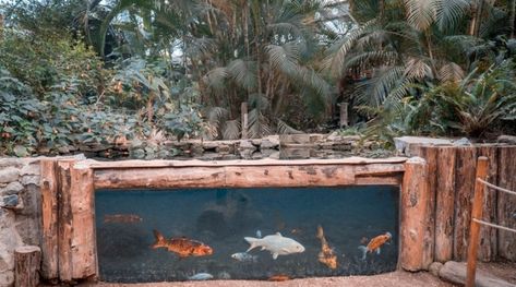 10 Best DIY Outdoor Fish Tank Ideas Diy Outdoor Fish Tank, Outside Fish Tank Ideas, Outdoor Fish Tank Ideas, Outdoor Fish Tank, Outdoor Aquarium, Garden Fish Tank, Common Goldfish, Fish Tank Garden, Aquarium Soil