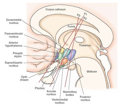 Hypothalamus Anatomy, Basal Ganglia Anatomy, Brain Biology, Nervous System Parts, Brachial Plexus, Science Infographics, Human Nervous System, Basal Ganglia, Medicine Studies