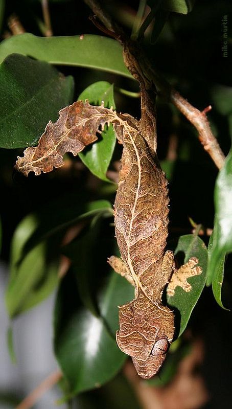 Satanic Leaf-Tailed Gecko Satanic Leaf Tailed Gecko, Lizard Dragon, Photos Animals, Chameleon Lizard, Persian Poem, Cute Reptiles, Reptiles Pet, Airbrush Art, Bugs And Insects