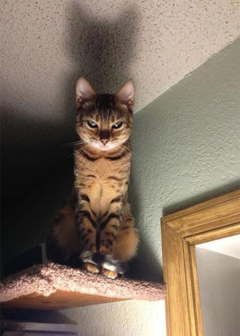 50 Photos Of Cats Looking Like They’re About To Summon An Evil Spirit Angry Cat Pictures, Angry Look, مرسيدس بنز, Angry Cat, Grumpy Cat, Funny Animal Pictures, Animal Memes, 귀여운 동물, Cute Funny Animals