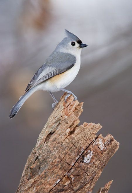 Birds Identification, Titmouse Bird, Fuzzy Felt, Tufted Titmouse, Winged Creatures, Bird Identification, Song Birds, Life List, Chickadees