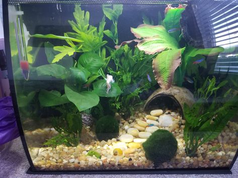 6 Gallon Cube Aquascape, Cube Aquascape, Fish Tank Themes, Aquarium Set, Fish Tank Terrarium, Cool Fish Tanks, Fish Tank Design, Tropical Fish Tanks, Pretty Fish