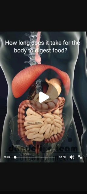 Digestive System Diagram, Digestive System Anatomy, Biology Diagrams, Basic Anatomy, Science Labs, Medical Animation, Basic Anatomy And Physiology, Amazing Body, April 13