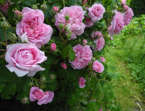 'Ispahan ' Rose Photo Ispahan Rose, Food Plot, Fragrant Roses, Garden Inspo, Herbaceous Border, Rose Photo, Attracting Bees, Rose Photos, Enchanted Garden