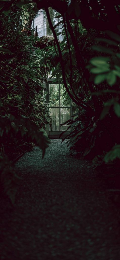 LOCKSCREENS, GREENHOUSE // REQUESTED Dark Greenhouse, Kodak Black Wallpaper, Wallpaper Door, Bush Plant, Plants Green, Hedge Witch, Plant Wallpaper, Best Iphone Wallpapers, Aesthetic Desktop Wallpaper