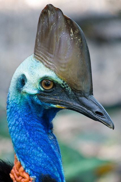 Southern Cassowary Southern Cassowary, Rainforest Habitat, Australian Fauna, Tattoo Nature, Animals Tattoo, Port Douglas, Nature Wallpapers, Most Beautiful Birds, Australian Birds