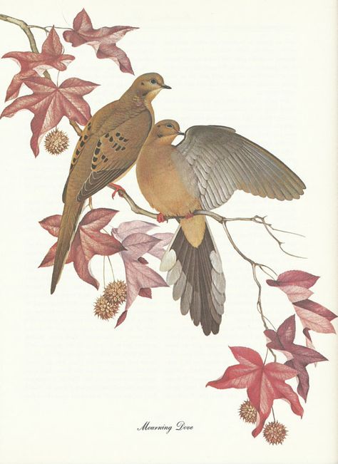 Mourning dove pair in a sweet gum tree. Dove Sketches, Dove Drawing, Dove Painting, Ideas Vintage, Vintage Tree, Vintage Bird, Tree Illustration, Tree Drawing, Bird Illustration