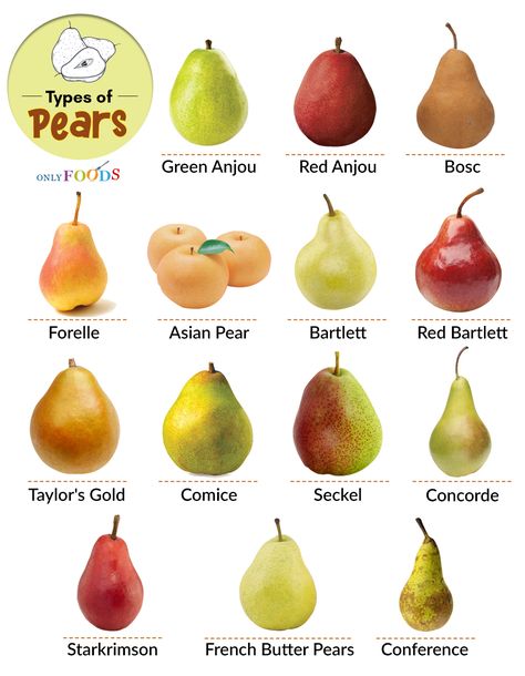 14 Different Types of Pears With Pictures - Only Foods Fruit Guide, Types Of Cherries, Fruits And Vegetables List, Pear Varieties, Fruit Names, Vintage Guide, Bartlett Pears, Food Infographic, Pear Fruit