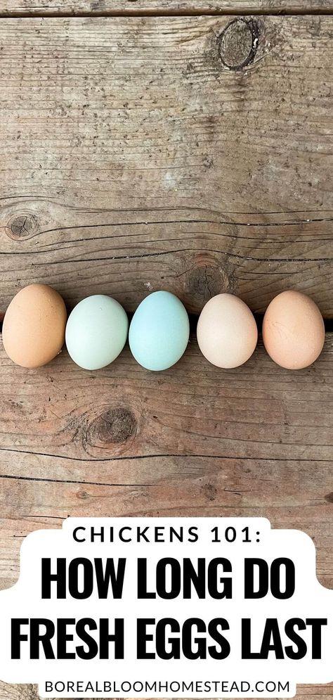 Fresh Egg Shelf Life, How Long Are Fresh Eggs Good For, How Long Do Fresh Eggs Last, How To Keep Eggs Fresh Longer, How To Store Fresh Eggs, Fresh Eggs Sign Diy, Fresh Eggs Storage, Eggs On Counter, Diy Fresh Egg Holder