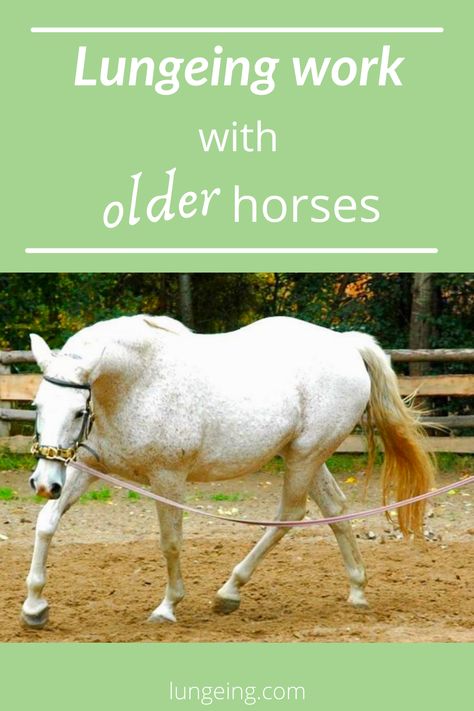 Lunging Horse, Horse Lunging, Horse Training Ground Work, Trail Riding Horses, Equine Massage, Horse Farm Ideas, Riding Exercises, Horse Behavior, Horseback Riding Tips