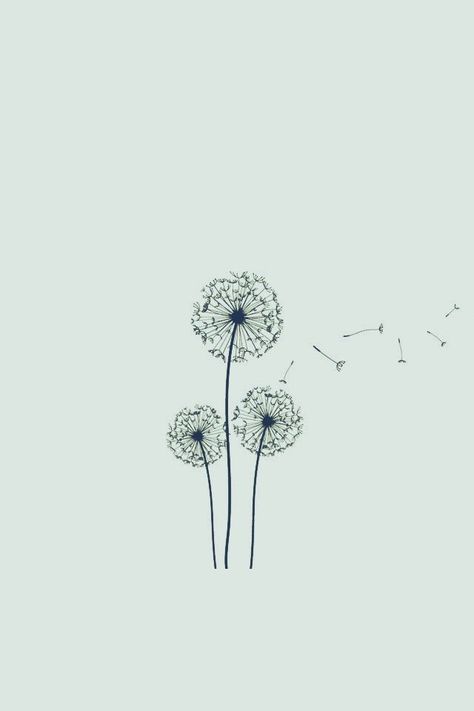 Dandy lion Cute Drawings Tumblr, Dandelion Drawing, Dandelion Wallpaper, Easy Drawing Steps, Minimalist Drawing, Simple Line Drawings, Foto Baby, Nature Tattoos, Cool Sketches