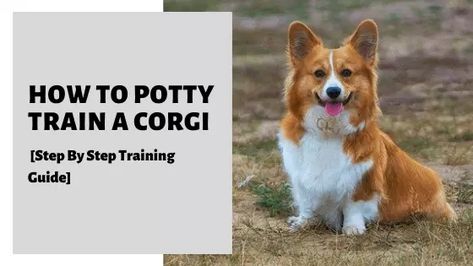 Corgi Training, Potty Training Puppy Apartment, Cowboy Corgi, Corgi Breeds, Bathroom Outside, How To Potty Train, Puppy Obedience Training, Corgi Owner, Dog Behavior Training