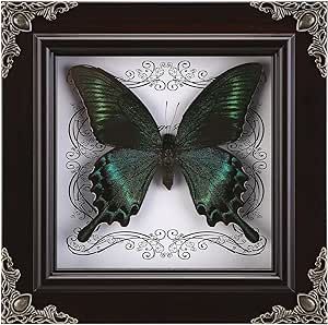 Real Butterfly Framed Handmade, Taxidermy Butterfly Shadow Box Collection, Framed Butterfly Taxidermy for Gothic Home Decor (A_Green-Banded Queen Butterfly) #affiliate Art Deco Speakeasy, Dark Academia Living Room, Butterfly Shadow Box, Ancestral House, Academia Living Room, Fireplace Gallery, Butterfly Shadow, Cottage Core Home, Dark Academia Wall