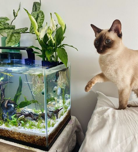 Lucy meeting Marble 👀 #aquarium #fishtank #cat #siamesecat #siamese #bettafish #plantedtank #plantedaquarium Planted Aquarium, Siamese Cats, Betta Fish, Fish Tank, Fish, How To Plan, Plants