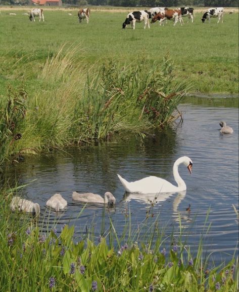 Nature Girlie, Country Coquette, Cottagecore Aesthetic, Spring Aesthetic, Nature Aesthetic, Swans, Nature Animals, Cute Little Animals, Green Aesthetic