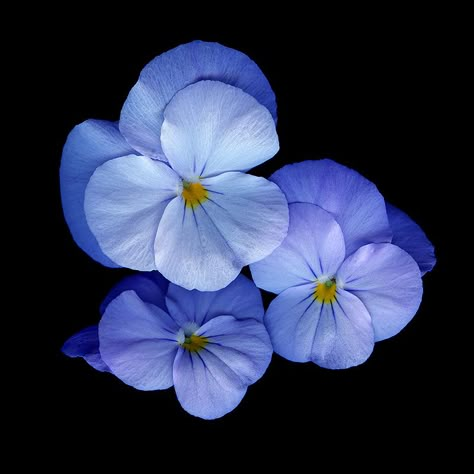 Flowers Black Background, Being Rich, Dark Days, Plant Photography, Pansies Flowers, Hawaiian Flowers, Violet Flower, The Blues, Little Flowers