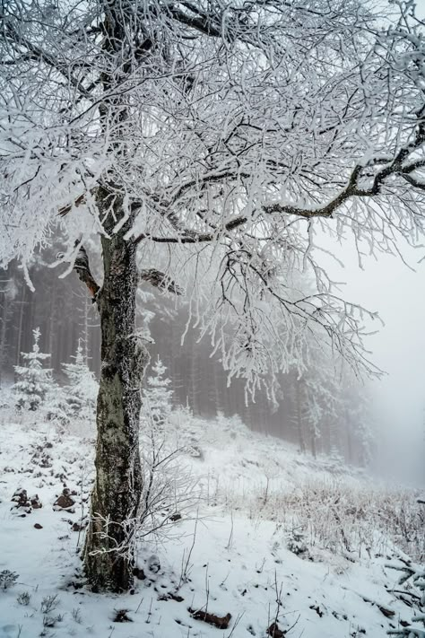 Snowy winter nature wallpaper · Free Stock Photo Cute Winter Aesthetic, Winter Aesthetic Wallpaper, Aesthetic Video Ideas, Wallpaper Video, Winter Woods, Foggy Forest, Lone Tree, Winter Mood, Winter Woodland